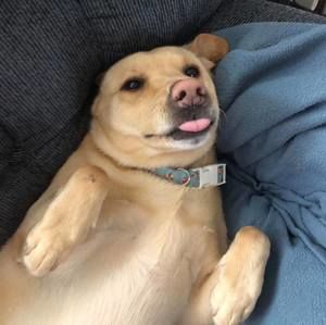 Meet your Posher, Penny